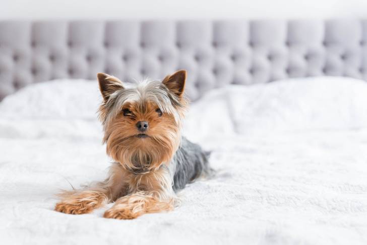 Un Yorkshire Terrier allongé sur un lit