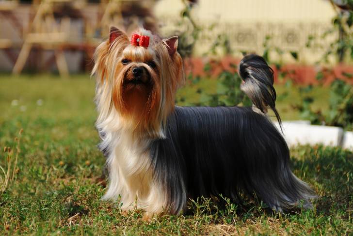 Un Yorkshire Terrier parfaitement toiletté 