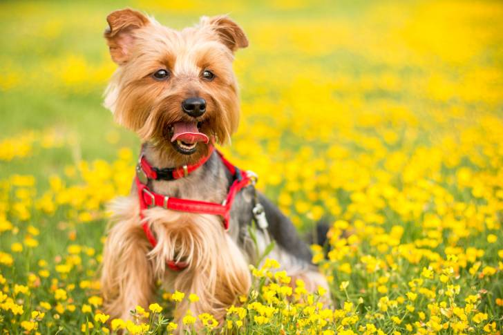Un Yorkshire Terrier avec un harnais rouge se tient dans un champ de fleurs jaunes