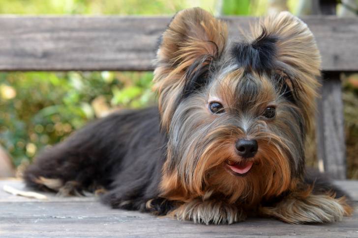 Un Yorkshire Terrier allongé sur un banc en bois