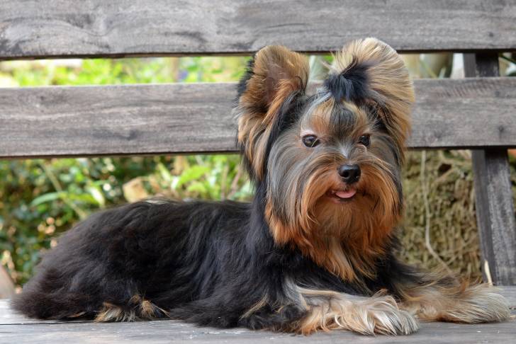 Un Yorkshire sur un banc