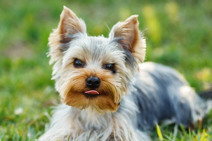 Un petit Yorkshire allongé dans l'herbe d'un jardin