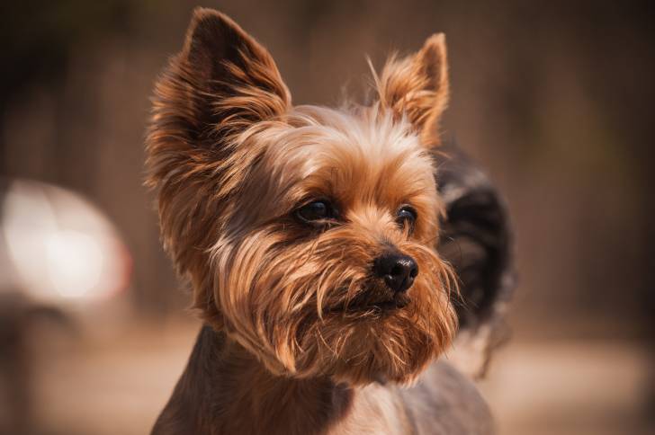 Un Yorkshire Terrier vu de près