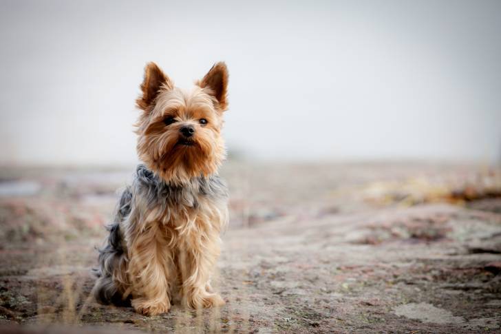 Un Yorkshire Terrier assis dehors