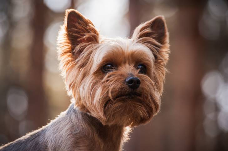 La tête d'un Yorkshire Terrier