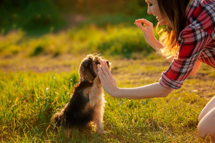 Un Yorkshire Terrier tapant une de ses pattes avant sur la main d'une femme