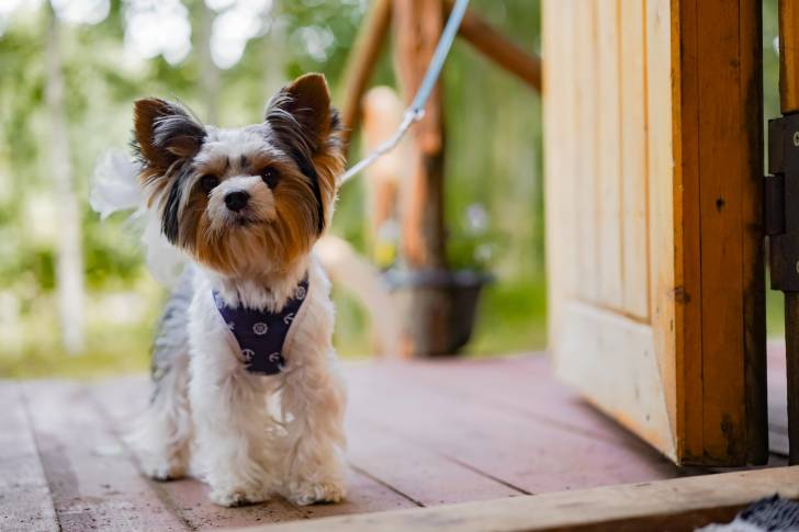Un Yorkshire Terrier sur le pas de la porte d'une maison 