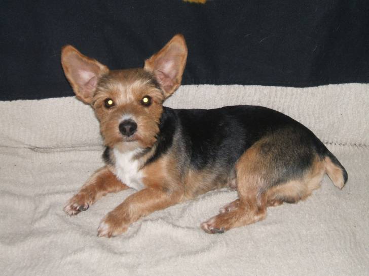 Arthur - Yorkshire Terrier Mâle (5 ans)