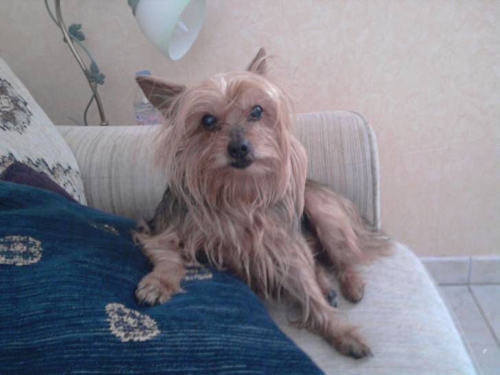 Océlie - Yorkshire Terrier (14 ans)