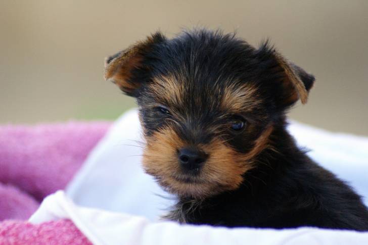 Max - Yorkshire Terrier Mâle (3 ans)