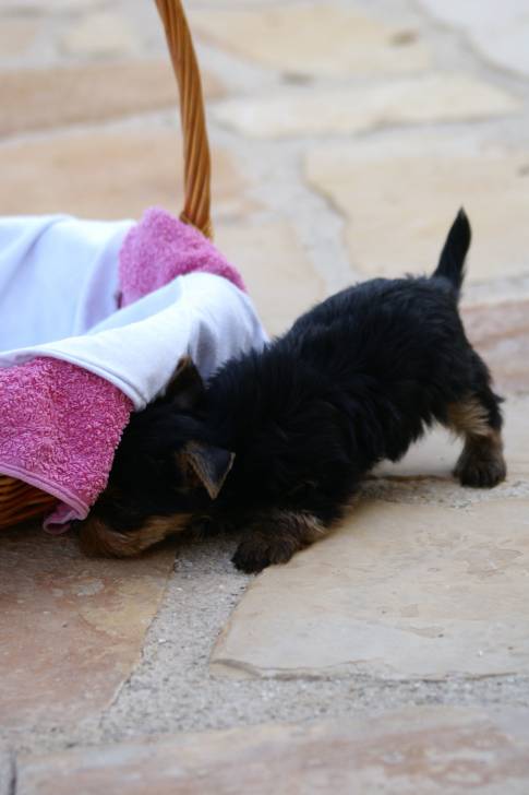 max - Yorkshire Terrier Mâle (3 mois)