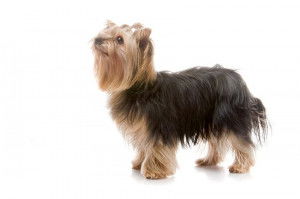 Un Yorkshire Terrier sur fond blanc