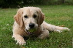 Mon amour - Golden Retriever (1 an)