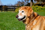 Chloe - Golden Retriever (12 ans)