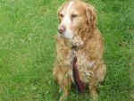 Rouky - Golden Retriever M&acirc;le (15 ans)