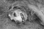 Rouky - Golden Retriever Mâle (15 ans)