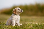 Un chiot Golden Retriever assis dehors