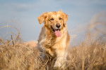 Un Golden Retriever dans un champ d'herbes jaunes