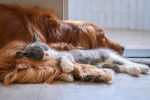 Un Golden Retriever dort avec chat