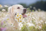 Photo Golden Retriever