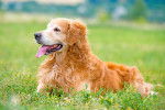 Photo Golden Retriever