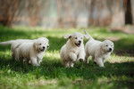 Une portée de chiots Golden Retrievers qui courent dans l'herbe