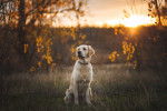 Un Golden Retriever assis dehors pendant le couché du soleil