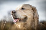 Un Golden Retriever vu de face 