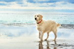 Photo Golden Retriever