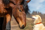 Un Golden Retriever assis sur ses pattes arrière et faisant face à un cheval
