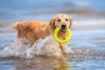 Photo Golden Retriever