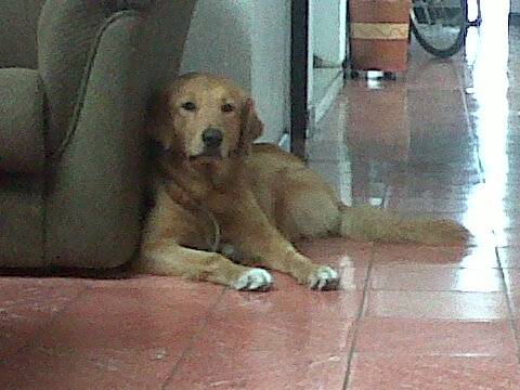 mike - Golden Retriever Mâle (3 ans)