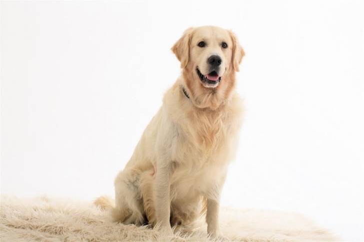 MOLI - Golden Retriever (3 ans)