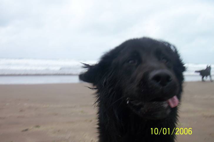Dominó - Golden Retriever Mâle (2 ans)