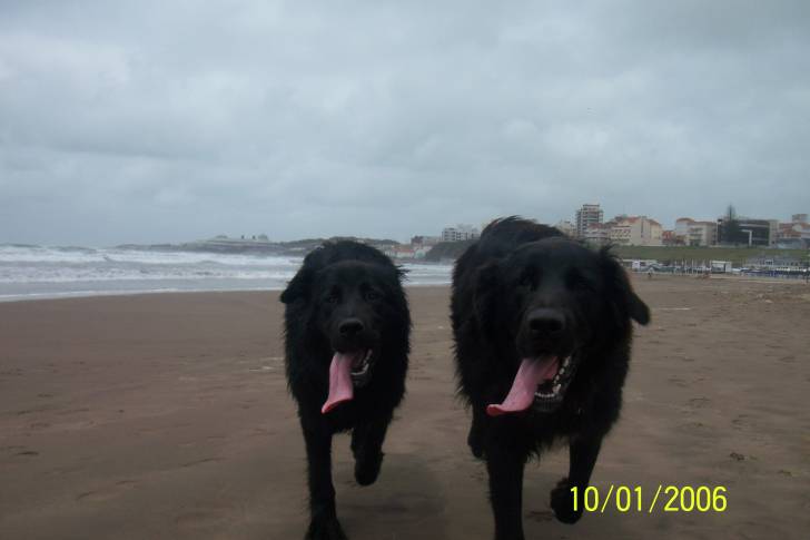 Dominó y Sasú - Golden Retriever Mâle (2 ans)
