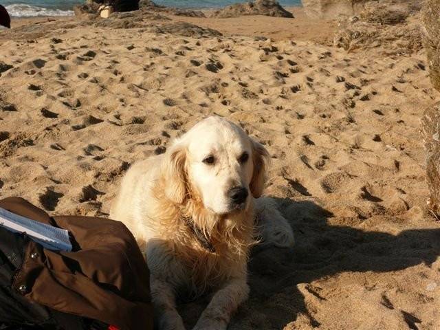 milou418 - Golden Retriever (7 ans)