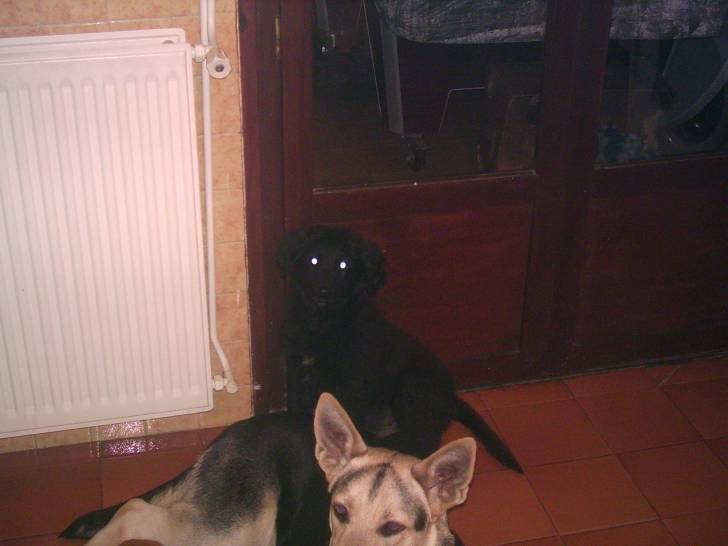 max - Golden Retriever Mâle (8 mois)