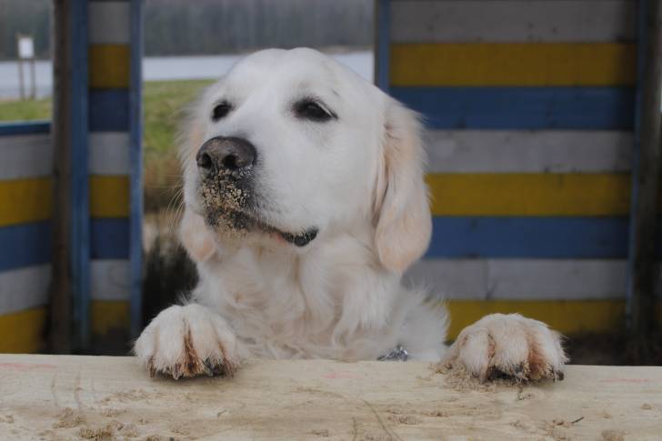 Horacio - Golden Retriever Mâle (8 mois)