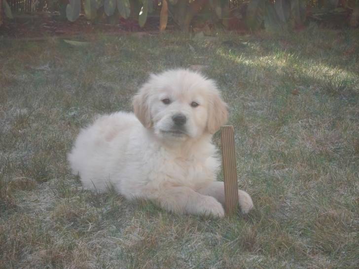 Etan - Golden Retriever Mâle (2 mois)