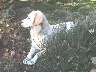 Apple Pie - Golden Retriever (5 ans)