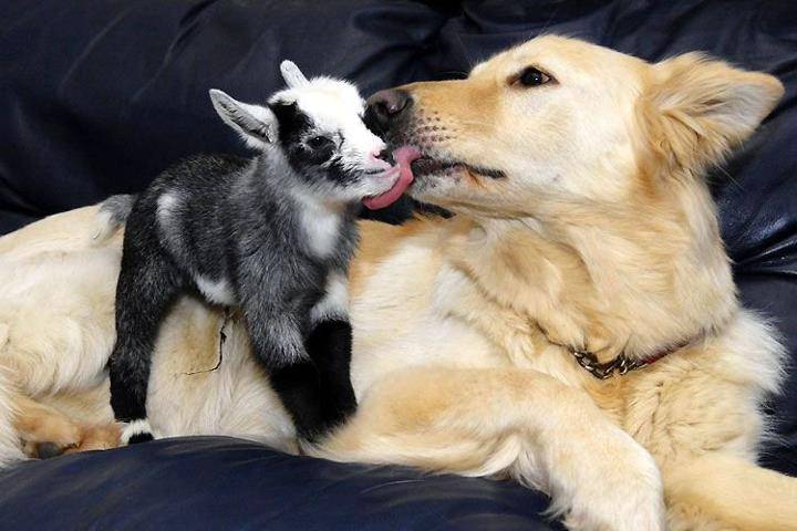 Labrador - Golden Retriever Mâle (1 an)