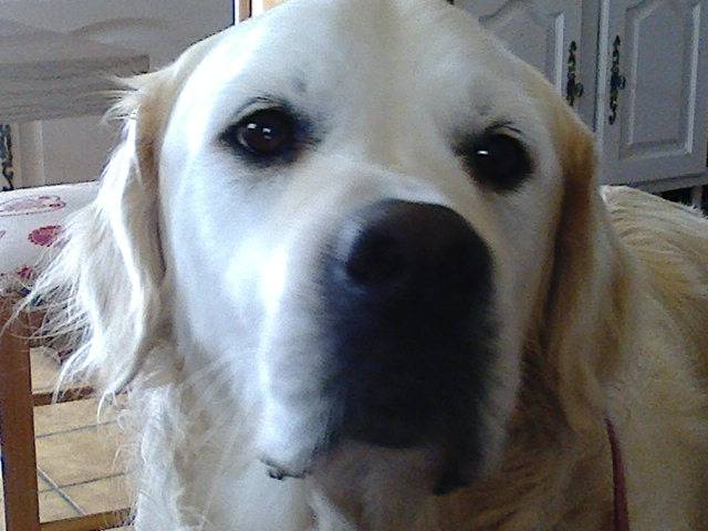 Dinky - Golden Retriever Mâle (6 ans)