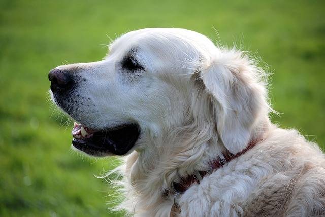 Golden - Golden Retriever Mâle