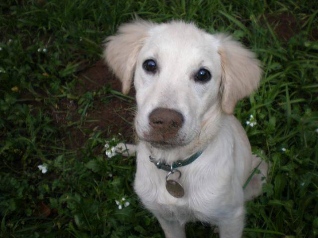 GOLDEN RETRIEVER Cali - Golden Retriever