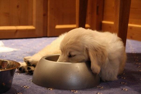 Queenie, Golden retriever - Golden Retriever