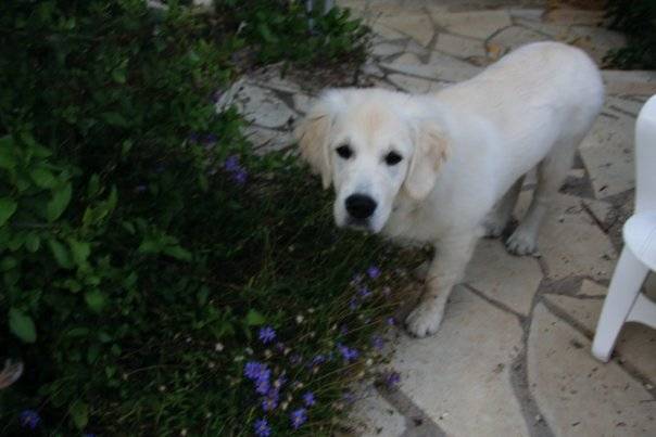 Queenie, Golden retriever - Golden Retriever