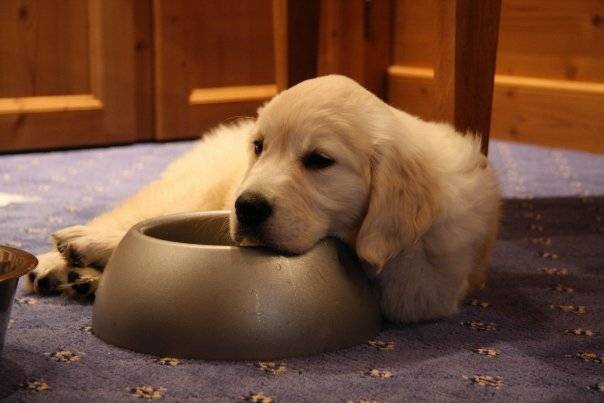 Queenie, Golden retriever - Golden Retriever