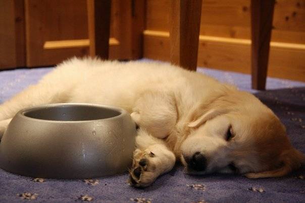 Queenie, Golden retriever - Golden Retriever