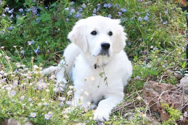 Queenie, Golden retriever - Golden Retriever