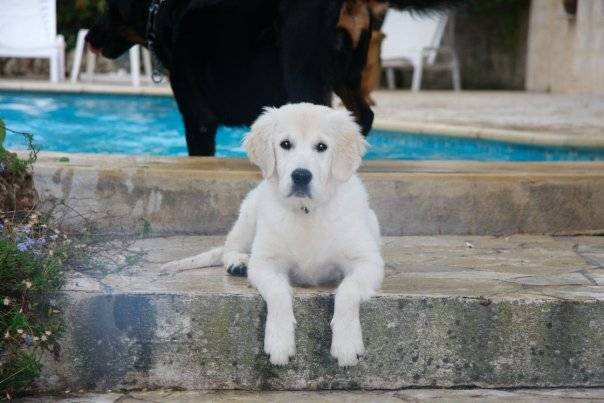Queenie, Golden retriever - Golden Retriever